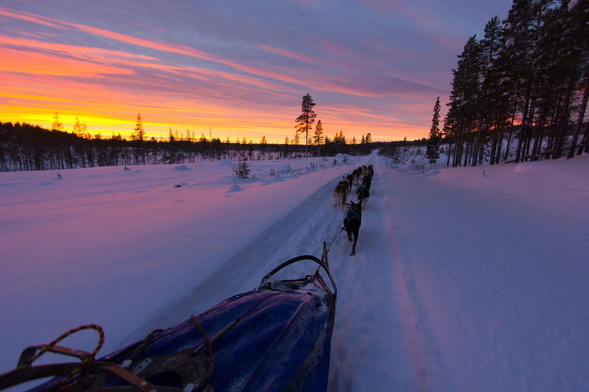 Wild and free mushing - A full day out in the wild thumbnail