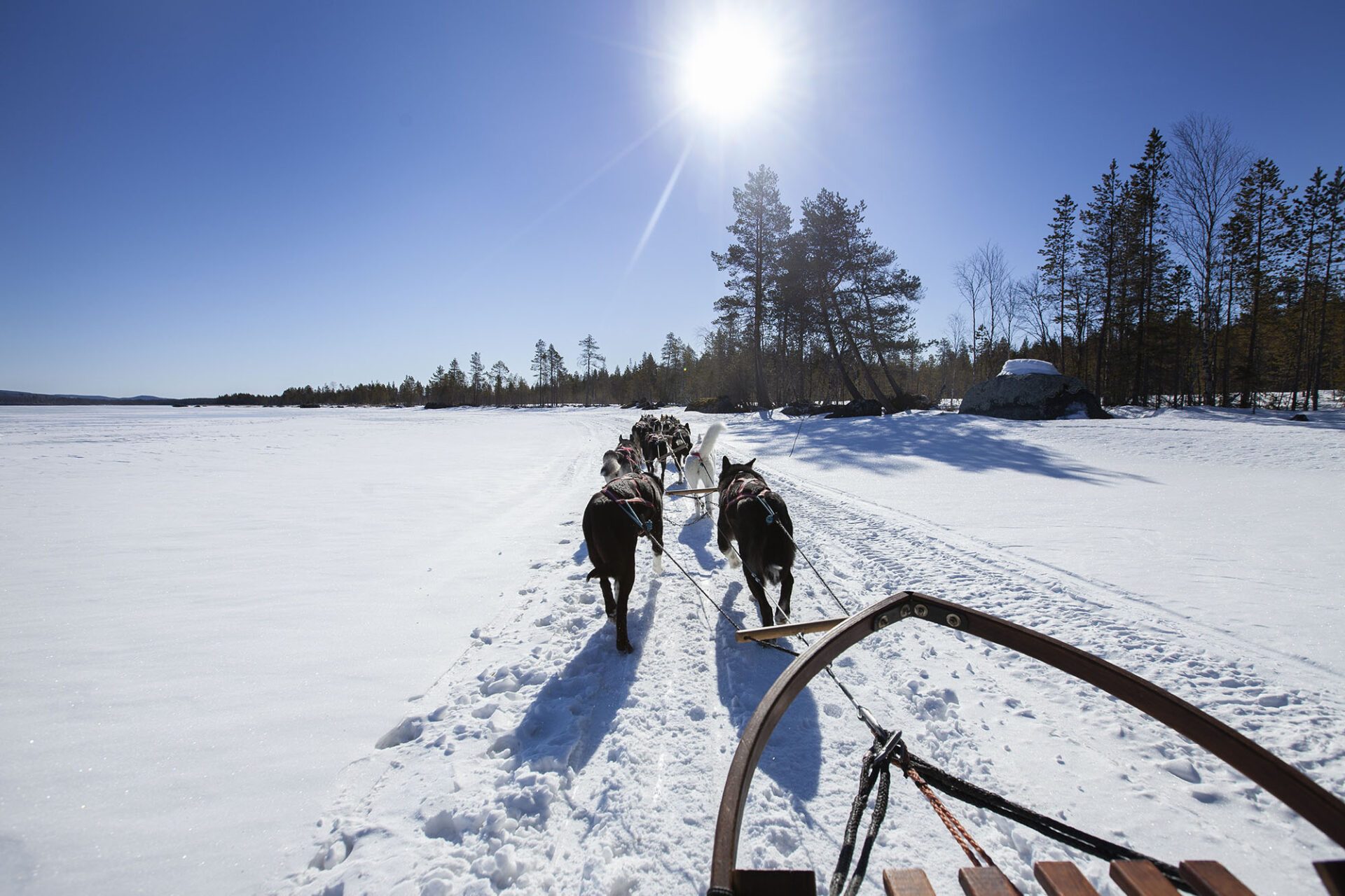 The Best of Wild Lapland in Winter thumbnail