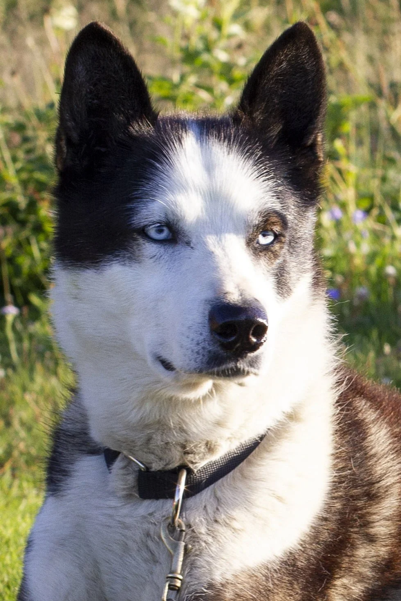 a dog looking at the camera