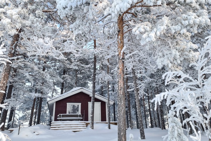 a tree covered in snow