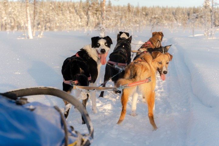 a dog sitting in the snow