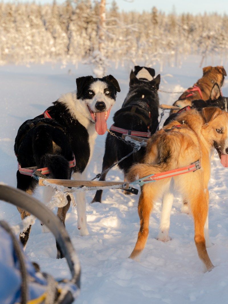 HUNDSPANN-18 (kopia)