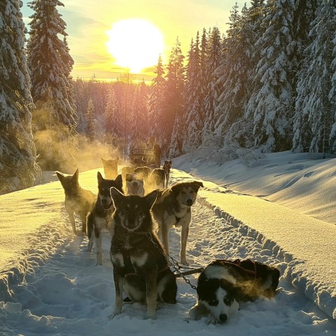 a herd of cattle walking across a snow covered field