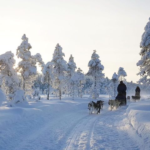 Snow-covered forest with a dog sled team and riders on a trail.