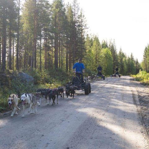 Dogs pulling carts with people on a forest trail under sunlight.