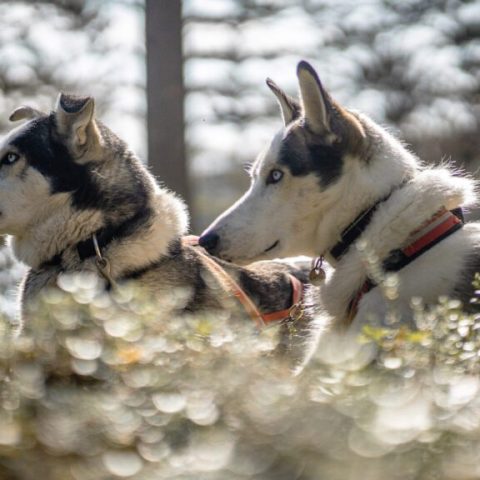 Two huskies with harnesses in a sunlit forest.