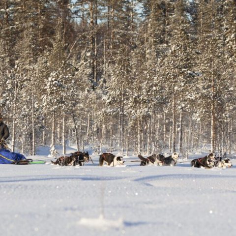 Person mushing a sled dog team through snowy landscape with trees in the background.