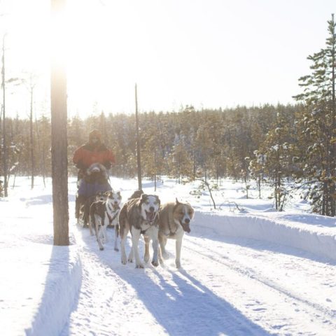 Dog sled team pulling a sled in a snowy forest under bright sunlight.