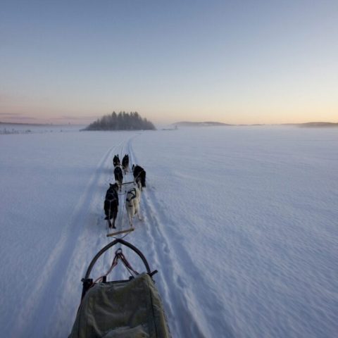 Dogs pulling a sled on a snowy field under a clear sky at sunset.