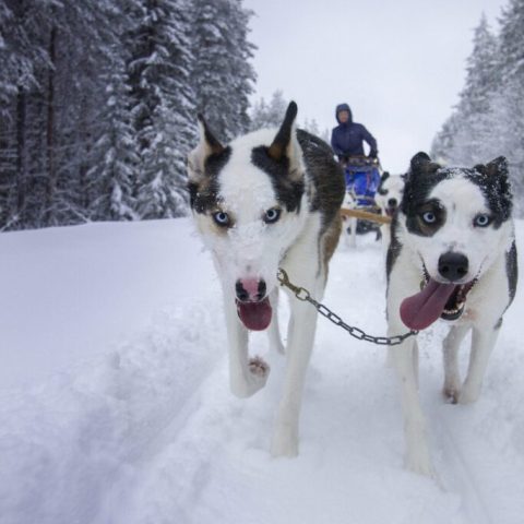 Two sled dogs running in snow with a person on a sled in the background.