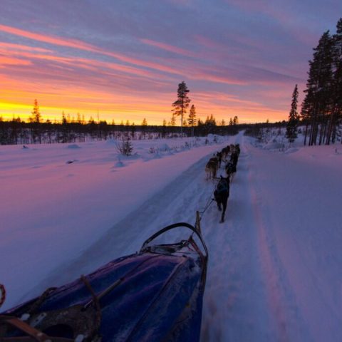 Dog sled team on snowy path at sunset with colorful sky and trees.