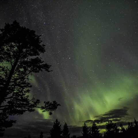 Silhouette of trees against a sky illuminated by green Aurora Borealis.