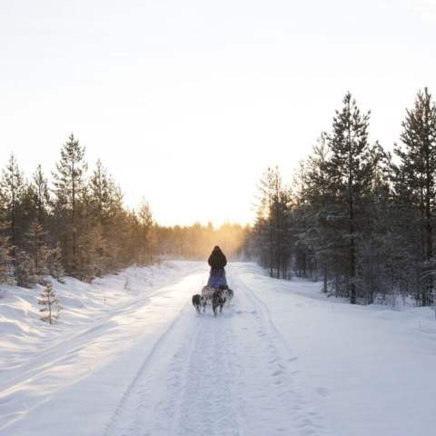 Person dog sledding on a snowy path through a forest, with a bright sky.