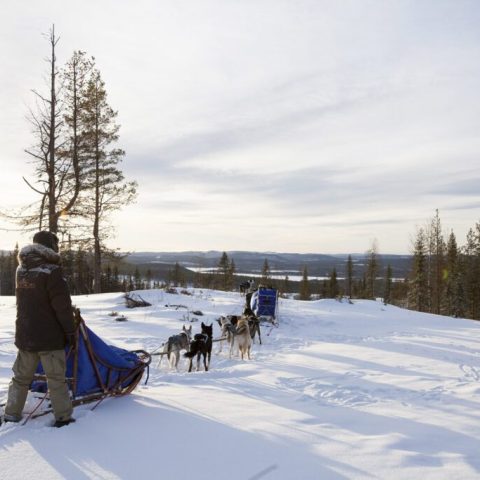 Person with a sled dog team in a snowy forest landscape at sunrise or sunset.