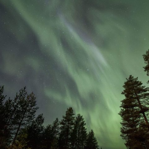 Aurora borealis with green and purple hues over a forested landscape at night.