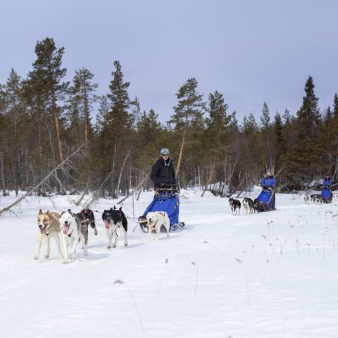 Sled dogs pulling sleds on snow-covered trail with trees in the background.