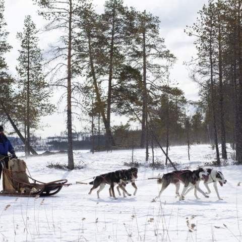 Person sledding with huskies on snowy landscape, surrounded by trees.