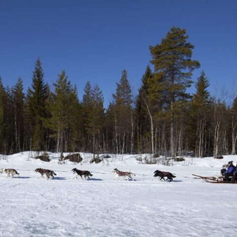 Dogs pulling a sled with people across a snowy landscape beside a forest under a clear blue sky.