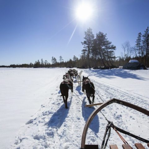 Dog sledding on a snowy trail under a clear blue sky with the sun shining.