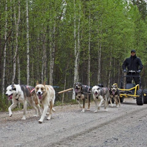 Person riding a cart pulled by six dogs on a forest path.