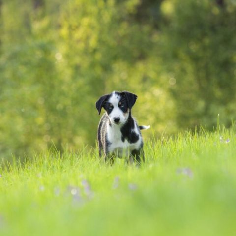 Black and white puppy standing in a grassy field with trees in the background.