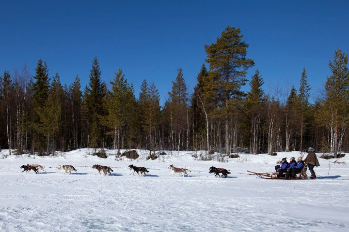 Dog sled team pulling people on a snowy landscape with pine trees in the background.