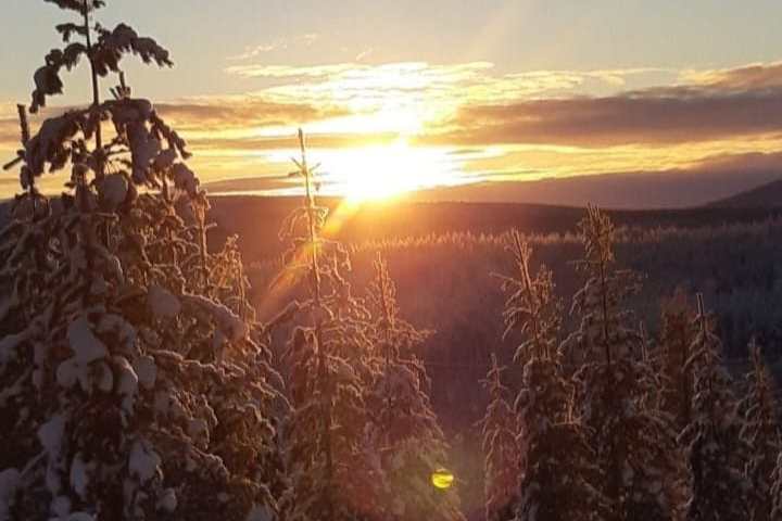 Snow-covered trees with a sunset in the background.
